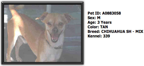 Shelter Dog