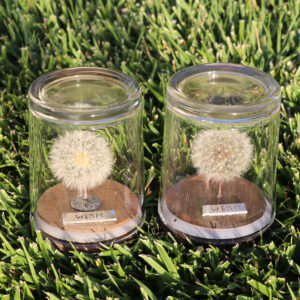 Dandelion Wish Jar - Large